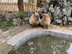 -合肥野生动物园