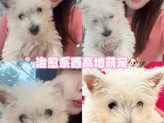 -翊宠yipet猫狗购宠庄园