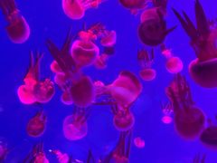 -左海海底世界