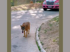 -北京野生动物园