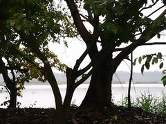 -大湾区中央湿地公园