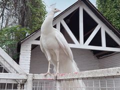 -J Create城市露营咖啡·简餐·宠物(上海动物园店)