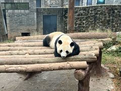 -都江堰中华大熊猫苑