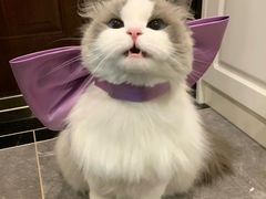 -爱侣宠医·鹦鹉专科·小型哺乳类·异宠专科(灵石路店)