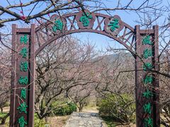-香雪海