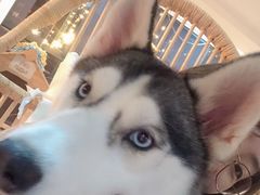 -Husky Go! 哈士奇体验馆·宠物咖啡厅狗咖