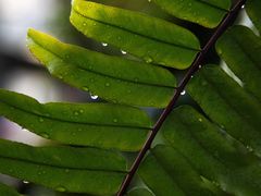 -国家植物园南园