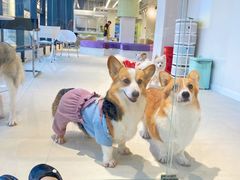 -怪兽屋·羊驼·猫咖·狗咖(俊华广场店)