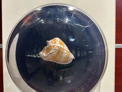 -青岛贝壳博物馆