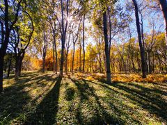 -大兴滨河森林公园