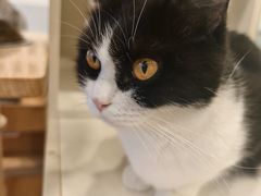 -有喵·猫咖·狗咖·30几只猫10只小狗(岗厦店)