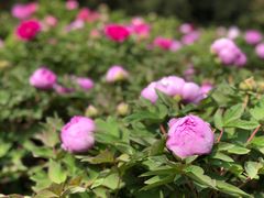 -洛阳市隋唐城遗址植物园