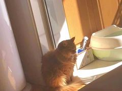 -翊宠yipet猫狗购宠庄园犬舍•猫舍