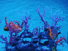 -上海海昌海洋公园