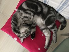 -佳怡动物医院·平价24小时·猫专科骨外科