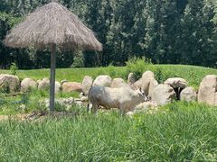 -北京野生动物园