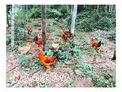 -楠溪江风景名胜区