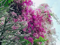 -深圳国际园林花卉博览园