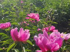 -长春公园(普阳街道)