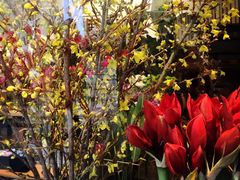 -植物学家的女儿(北马道巷店)