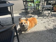 -肥朵食堂(带梦胡同店)