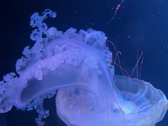 -欢乐海岸海洋奇梦馆