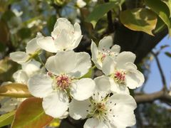 -南汇桃花村