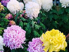 -上海共青森林公园