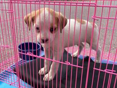 -北京恒爱动物医院(清景园分院)