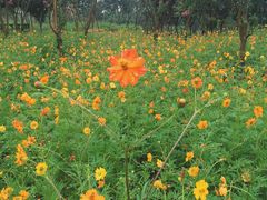 -武汉紫薇都市田园