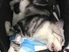 -纳吉亚猫专科动物医院博雅分院