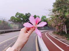 -梧桐山风景名胜区