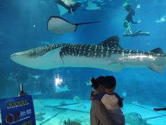 -烟台海昌鲸鲨海洋公园