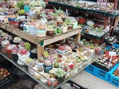 -平吉花卉市场