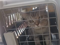 -宠颐生宠物医院·心肾内科·猫专科诊疗中心宠巢店