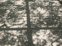 -嘉定紫藤园