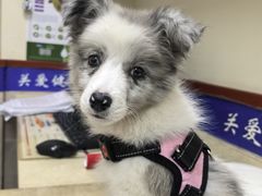 -艾贝尔宠物医院·狂犬免疫点(江山金象城店)