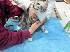 -瑞派·关忠动物医院·猫专科·犬专科(三环新城店)