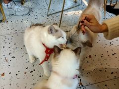 -喵喵咪呀布偶猫咖(春熙路店)
