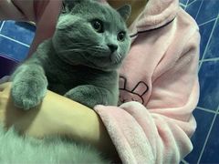 -lincat·猫舍(广州店)