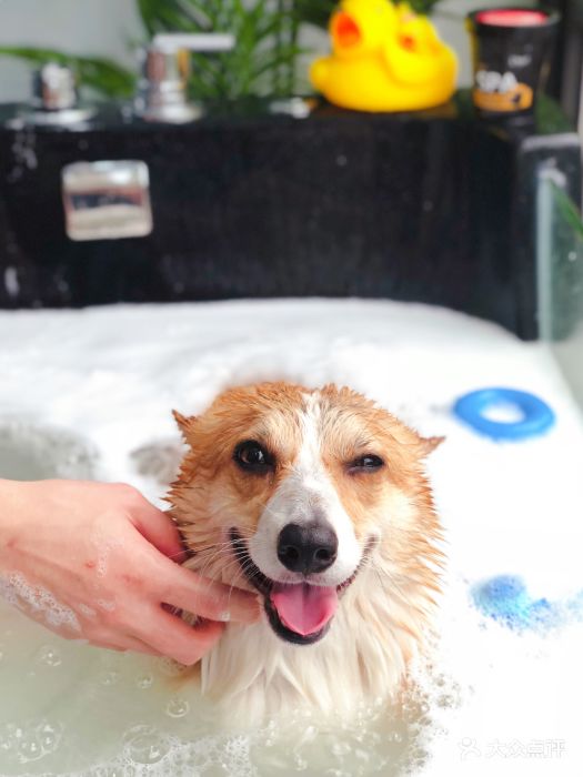 pony pet shop 小马儿宠物-宠物椰奶慕斯泡泡spa -环境-宠物椰奶慕斯