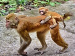 -重庆雨台山风景区