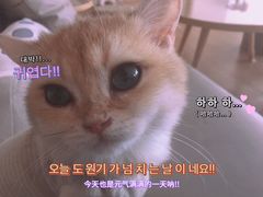 -猫腻·猫咖·撸猫馆(星光大道店)