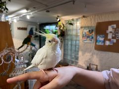 -吉丁鸟咖·异宠·寄养