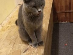 -猫色咖啡·猫咖