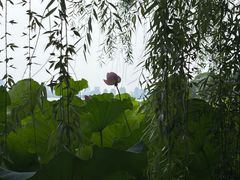 -金鸡湖桃花岛