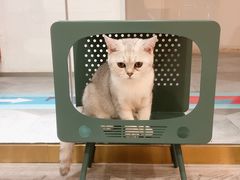 -BABIT巴比特宠物(MOMOPARK店)