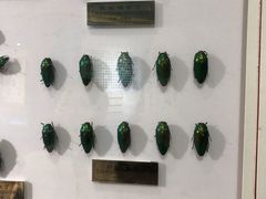 -上海昆虫博物馆