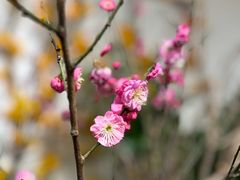 -双季花艺园艺市场(浦东店)