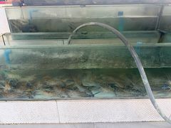 -光海鲜鱼翅餐厅(叻差拉披色路店)